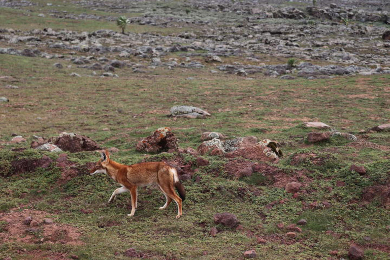 Addis Ababa: 4-Day Bale Mountains Adventure Tour