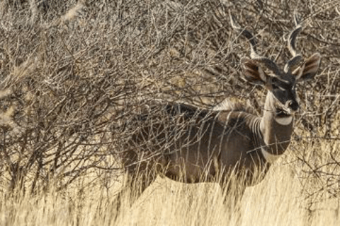 Addis Ababa: 3 Days Awash National park Safari Tour