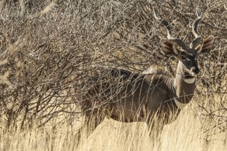 Addis Ababa: 3 Days Awash National park Safari Tour