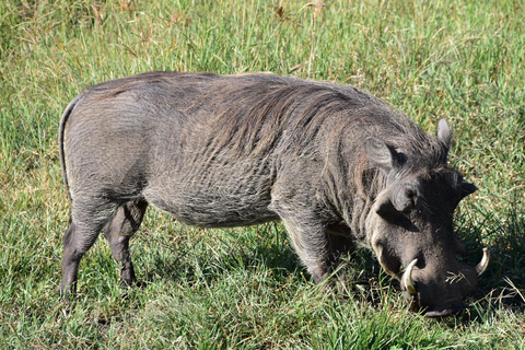 Arusha: 2-Day Tarangire and Ngorongoro Safari Tour