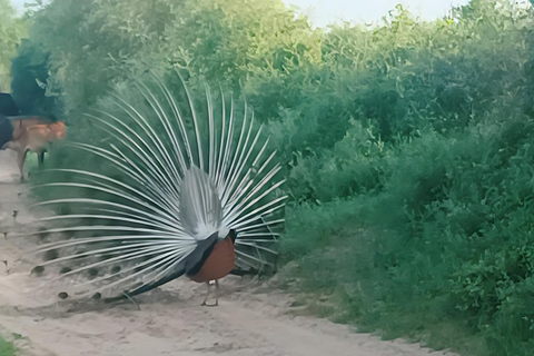 Aldea Bishnoi: recorrido de safari