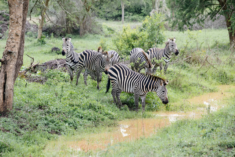 Lake Mburo National Park med Equator, safari och kryssning