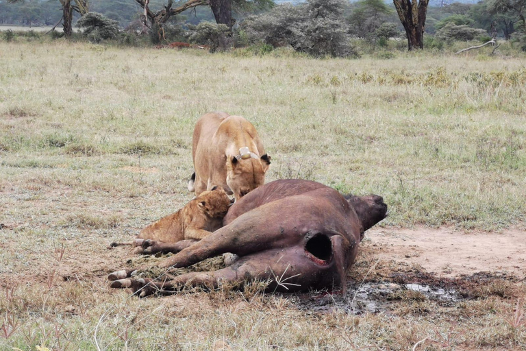 Safari nocturno al Parque Nacional de Amboseli desde Nairobi