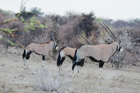 Windhoek: 3-Day Guided Safari in Etosha with Lodge