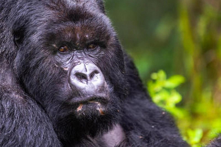 5 Daagse Gorilla Safari in Rwanda