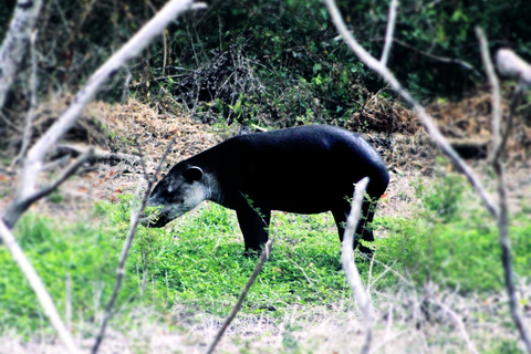 Bacalar: Calakmul Ruins Day Trip with a Stop In The Jungle
