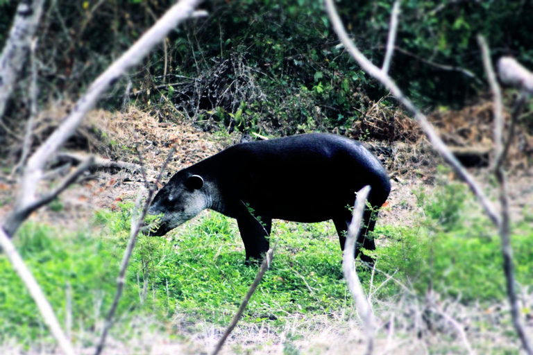 Bacalar: Calakmul Ruins Day Trip with a Stop In The Jungle