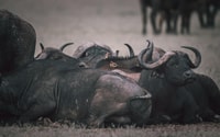 Ngorongoro Day Trip - Housity