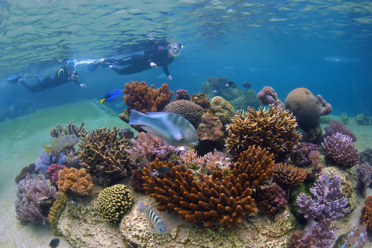 Airlie Beach: Daydream Island Sailing Trip with Snorkeling