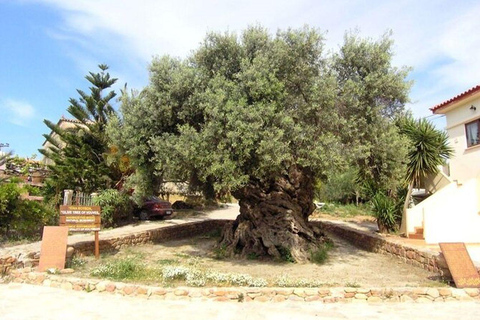 From Chania: Olive Oil, Wine, Cheese & Honey Tasting Tour