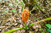 From Kuala Lumpur, Full-Day Taman Negara National Park - Housity