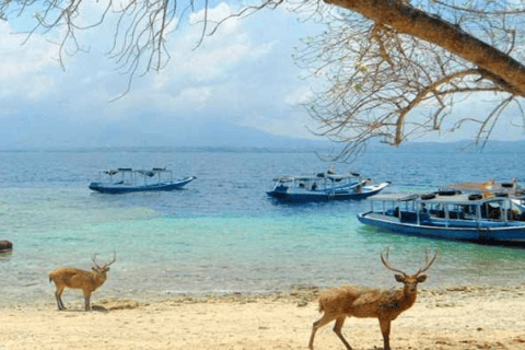 Banyuwangi: 1 Day Tour Snorkeling & Explore Menjangan Island From Banyuwangi : Snorkeling Menjangan Island drop off Bali