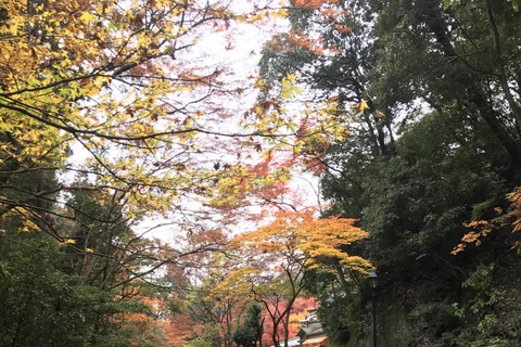 Osaka: Mino Forest Walk and Giant Waterfall with Local Lunch