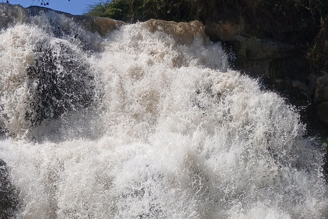"Doświadczenie safari w Parku Narodowym Awash"