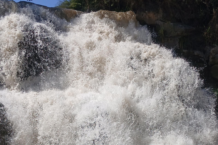 "Doświadczenie safari w Parku Narodowym Awash"