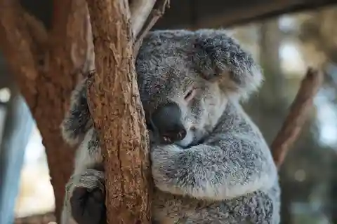 Taronga Zoo Aussie Backyard Adventure