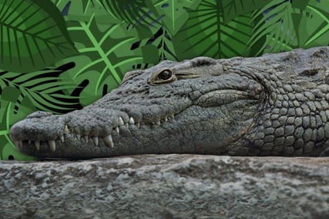 Cancun: Speedboat Adventure & Crocodile Sighting