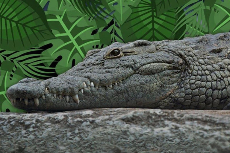 Cancun : Aventure en bateau rapide et observation des crocodiles
