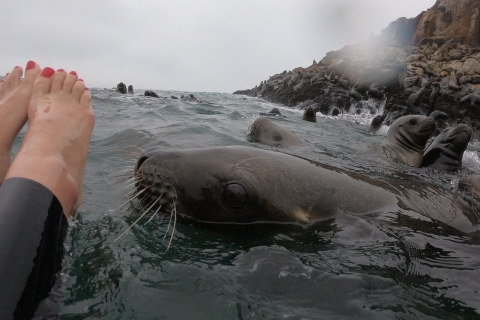 Swimming with sea lions in Lima