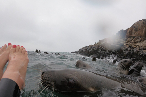 Swimming with sea lions in Lima