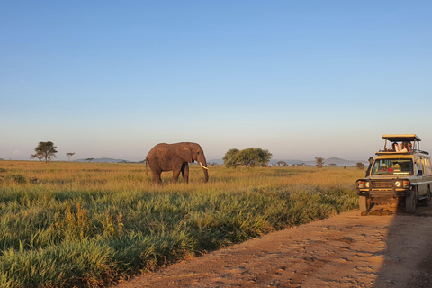 Tanzania: 4-dniowa luksusowa wycieczka safari z zakwaterowaniem