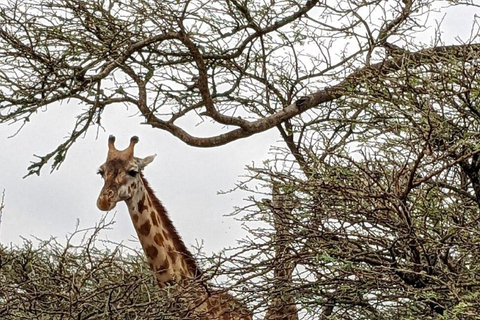 Nairobi National Park: Early Morning or afternoon adventure Early morning game drive in a Landcruiser JEEP