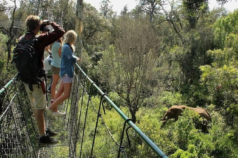 Nairobi: Caminhada pela Floresta Ngare Ndare e Canopy WalkNairobi: Caminhada pela Floresta Ngare Ndare e Passeio pela Copas das Árvores