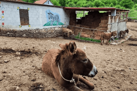 From Budva: Tour of Donkey Farm