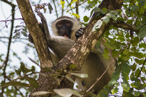 Från Zanzibar: Mikumi Safari med tvåmotorigt flygplan + lunchMikumi Safari – utan transfer
