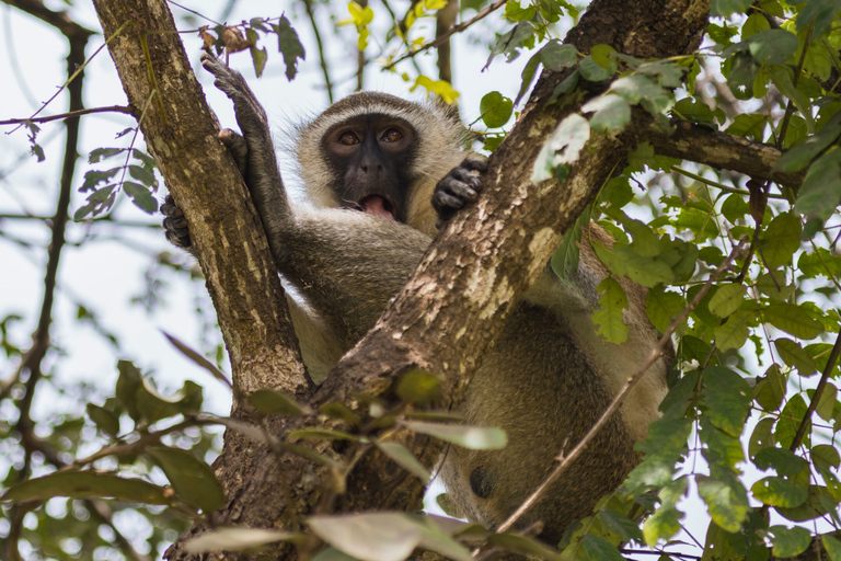 Från Zanzibar: Mikumi Safari med tvåmotorigt flygplan + lunchMikumi Safari – utan transfer