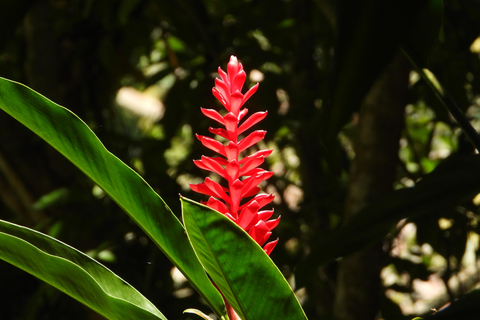 Z Huatulco: Egzotyczny ogród w ekoturystycznym ranczu i wizyta w punkcie widokowym.Z Huatulco: Egzotyczny ogród w ekoturystycznym ranczu i wizyta w punkcie widokowym