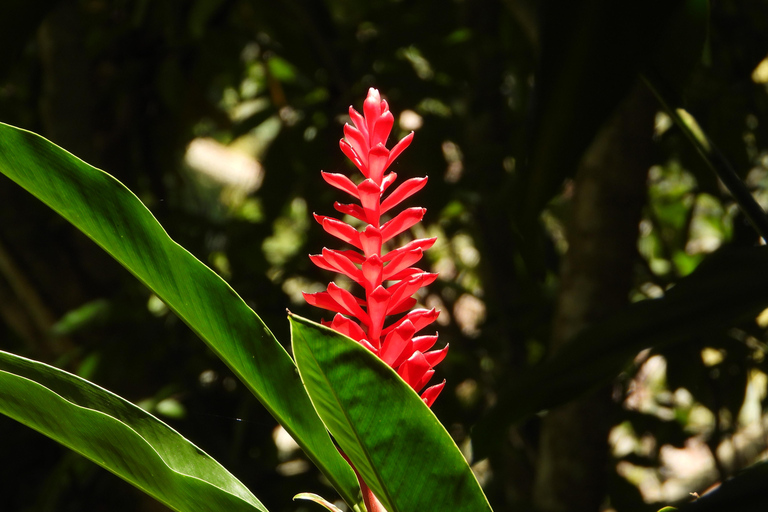 Z Huatulco: Egzotyczny ogród w ekoturystycznym ranczu i wizyta w punkcie widokowym.Z Huatulco: Egzotyczny ogród w ekoturystycznym ranczu i wizyta w punkcie widokowym
