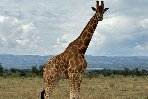 Nairobi: Lake Nakuru National Park and Lake Naivasha Tour