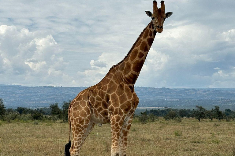 Nairobi: Lake Nakuru National Park and Lake Naivasha Tour