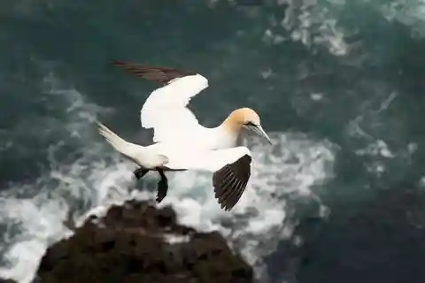Faroe Islands: Small-group Tour of Puffin Island, Mykines