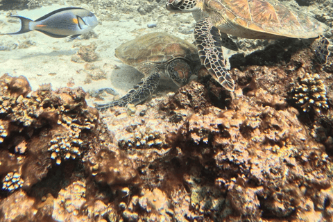 Mascate : excursion de plongée en apnée sur l&#039;île de Dimaniyat