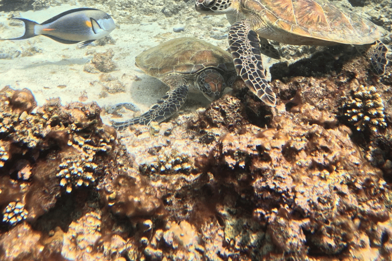 Mascate : excursion de plongée en apnée sur l&#039;île de Dimaniyat