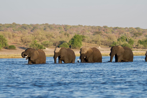 Excursión de un día a Chobe