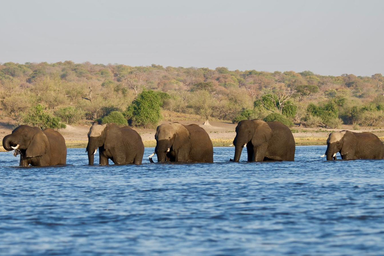 Excursión de un día a Chobe