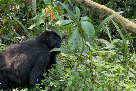 Passeio de 3 dias ao Gorila Mgahinga Gorilla NP Uganda via Ruanda