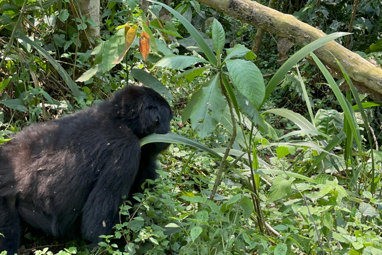 3-daagse gorillatrektocht Mgahinga Gorilla NP Oeganda via Rwanda