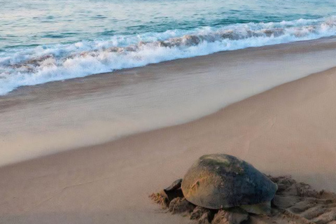 From Muscat: Ras Al Jinz Turtle Reserve Guided Tour