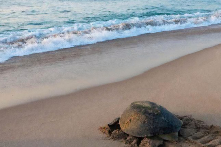 From Muscat: Ras Al Jinz Turtle Reserve Guided Tour