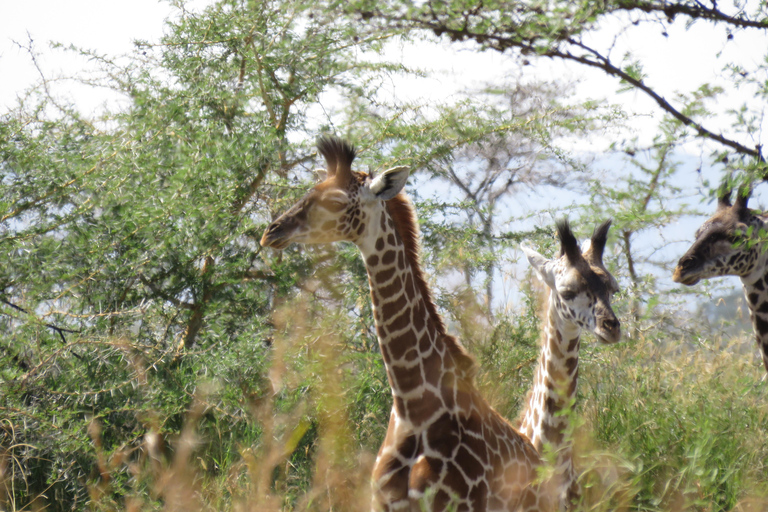 Excursion d'une journée à pied dans le parc national d'ArushaExcursion d'une journée dans le parc national d'Arusha et safari à pied