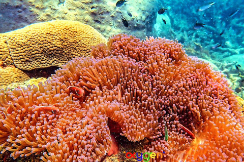 Koh Tao in a Day: Turtles, Hidden Reefs & Nangyuan Viewpoint