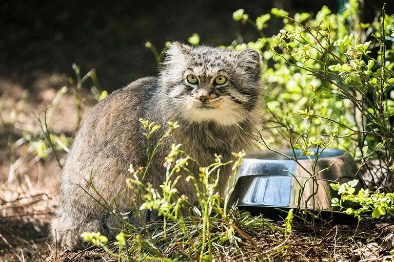 Visite guidée du zoo de Ranua avec prise en charge à l'hôtel.