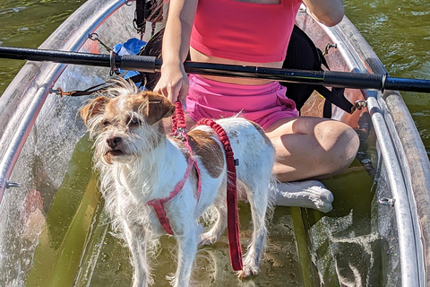 Orlando: Wiosłuj z psami w raju - Paddleboard lub kajakWiosłuj ze szczeniętami