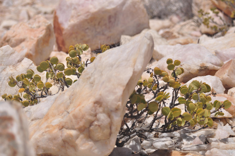 نهر سواكوبموند/وادي القمر/مناظر القمر/جولة بيئية