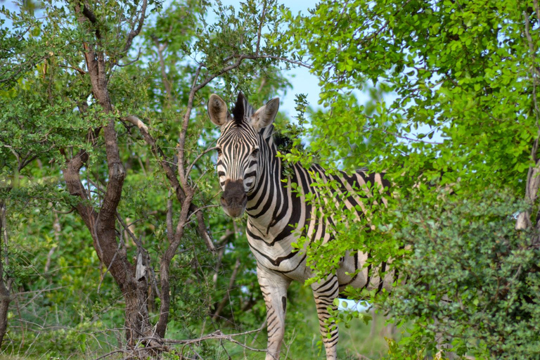 Victoria Watervallen: Zambezi Nationaal Park Game DriveOchtend wildrit