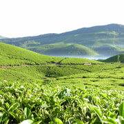 Munnar site-seeing Tour | GetYourGuide